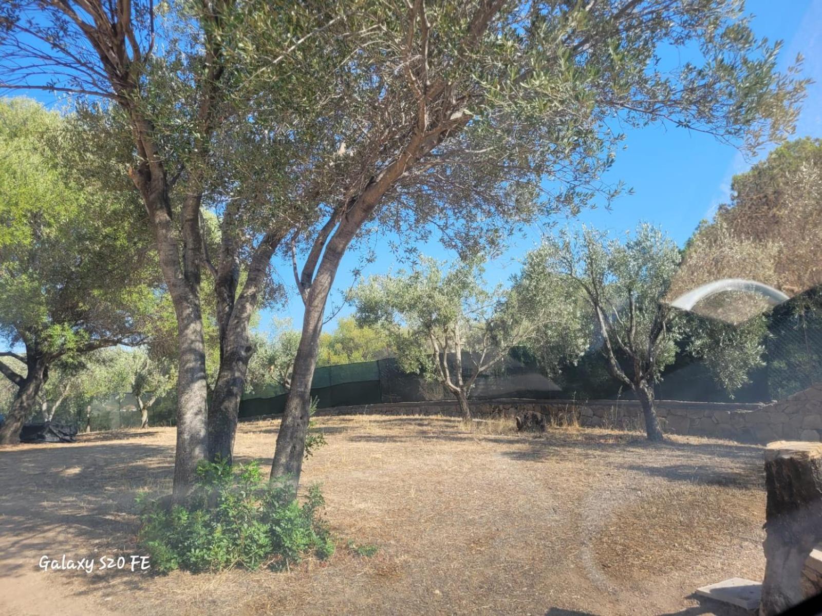 Ferienwohnung Residenza Degli Ulivi Olbia Exterior foto